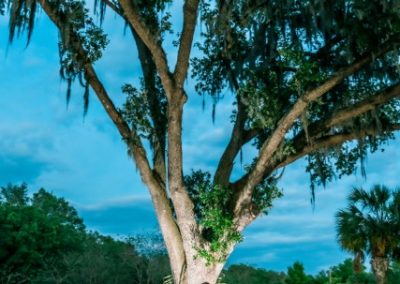 Bride and groom embracing beneath a moss-draped oak at dusk